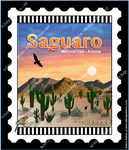 Saguaro Arizona